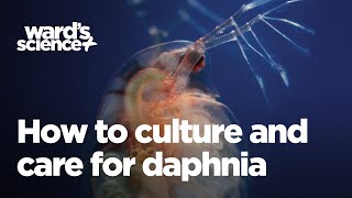 Caring and Culturing for Daphnia [upl. by Gnol]