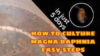 How to Culture Magna Daphnia Easily [upl. by Yelsnik]