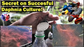 How to Culture Daphnia Successfully [upl. by Clay]