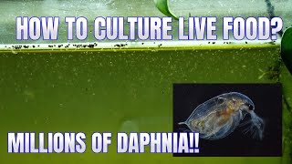 How to Culture Daphnia Secret Method to Breed MILLIONS  Simply Aquatic [upl. by Elayne]