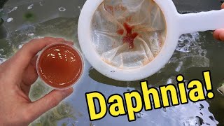 How I Culture Daphnia In Outdoor Tubs [upl. by Llerdna]