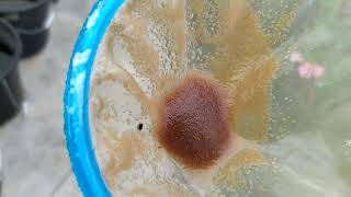 How to culture daphnia moina in a small container Part 1 English Subtitle [upl. by Asetal285]