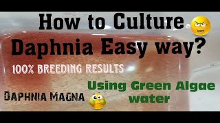 Daphnia MagnaHow to Culture Daphnia Easy wayCulturing Daphnia using Green water Daphnia [upl. by Elnar305]