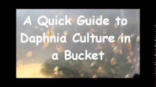 How to culture daphnia outside [upl. by Eceerahs273]