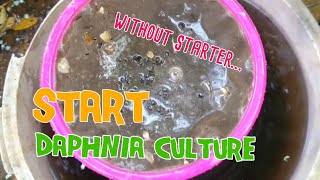 How to culture daphnia moina the easy way 1  Starting the Daphnia culture [upl. by Joice]