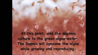 Daphnia  How to grow daphnia in your home [upl. by Janicki]