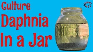 How to Culture Daphnia in a Jar [upl. by Flavia]