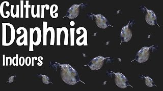 How to Culture Daphnia [upl. by Teevens]