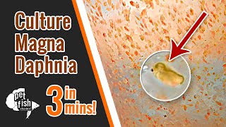 How to culture DAPHNIA MAGNA  The easy way [upl. by Nalyd]