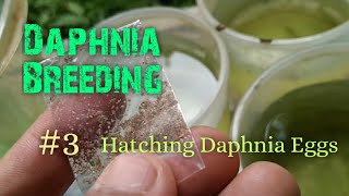 Daphnia Culture made simple and easy 3  Hatching Daphnia eggs [upl. by Murphy]