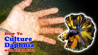 How to Culture Daphnia with ZERO Cost  Unlimited Live Food For Our Fish [upl. by Aiden]