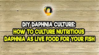 DIY Daphnia Culture How to Culture Nutritious Daphnia as Live Food for Your Fish [upl. by Nagud538]