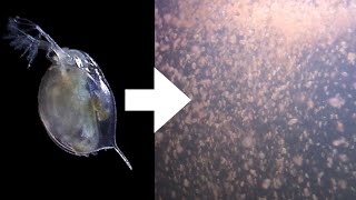 How I Culture Daphnia [upl. by Theresina]