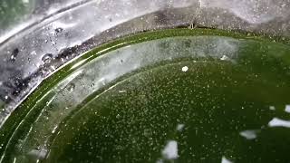 DAPHNIA MOINA CULTURE IN A SMALL BUCKET [upl. by Safir]