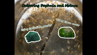 How To Culture Daphnia and Moinas using Green Water Spirulina powder [upl. by Carhart]