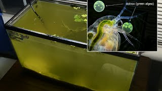 Raising Daphnia for the Freshwater Aquarium [upl. by Aerdnat]