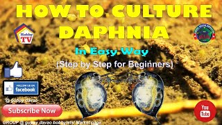 HOW TO CULTURE DAPHNIA In Easy Way [upl. by Mou]